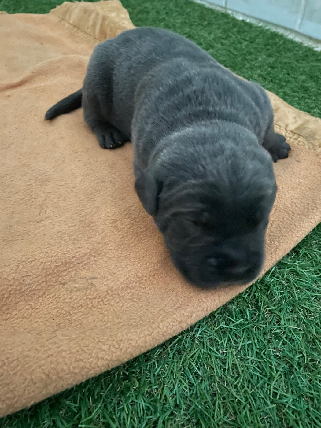 du Chateau de Vergezac - Chiots disponibles - Cane Corso