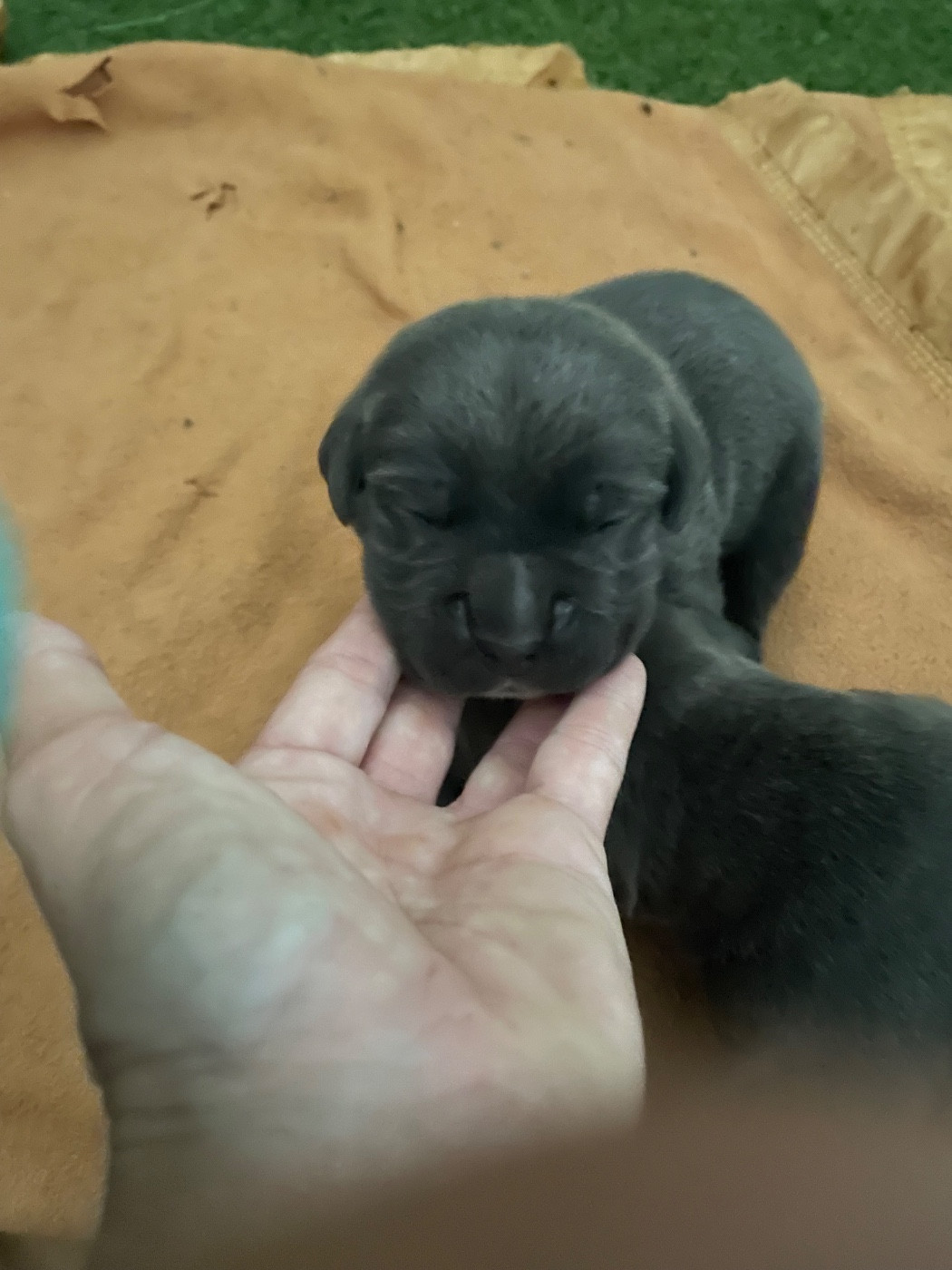 du Chateau de Vergezac - Chiots disponibles - Cane Corso