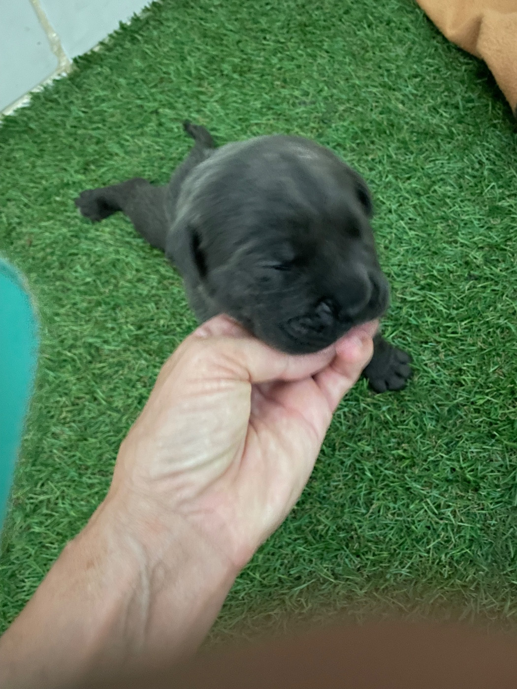 du Chateau de Vergezac - Chiots disponibles - Cane Corso