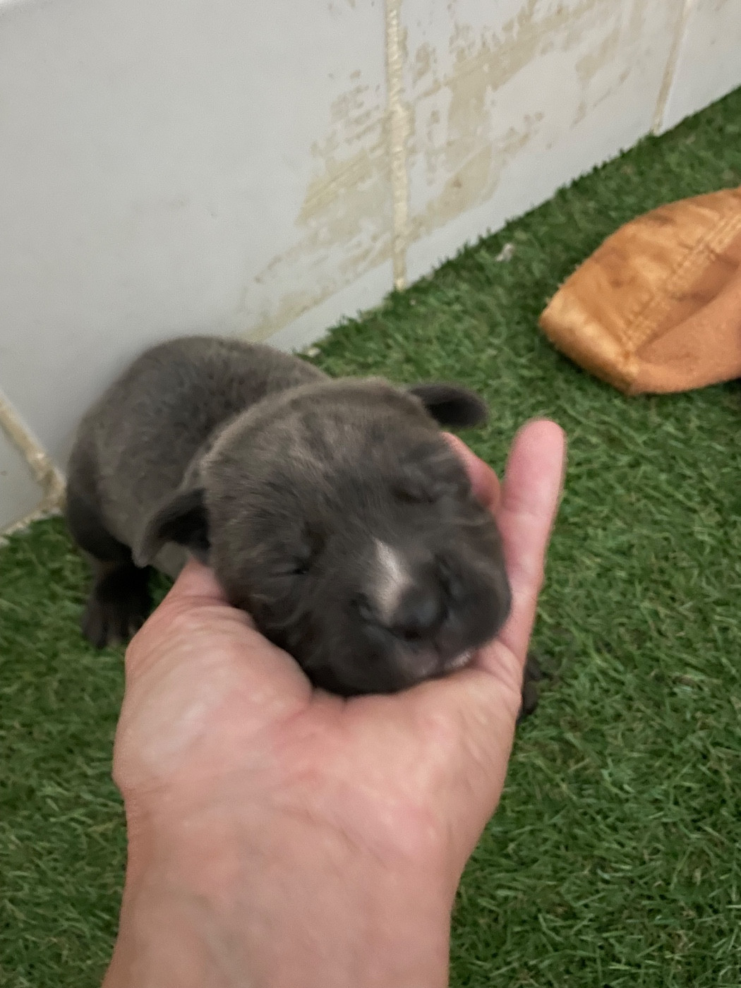 du Chateau de Vergezac - Chiots disponibles - Cane Corso