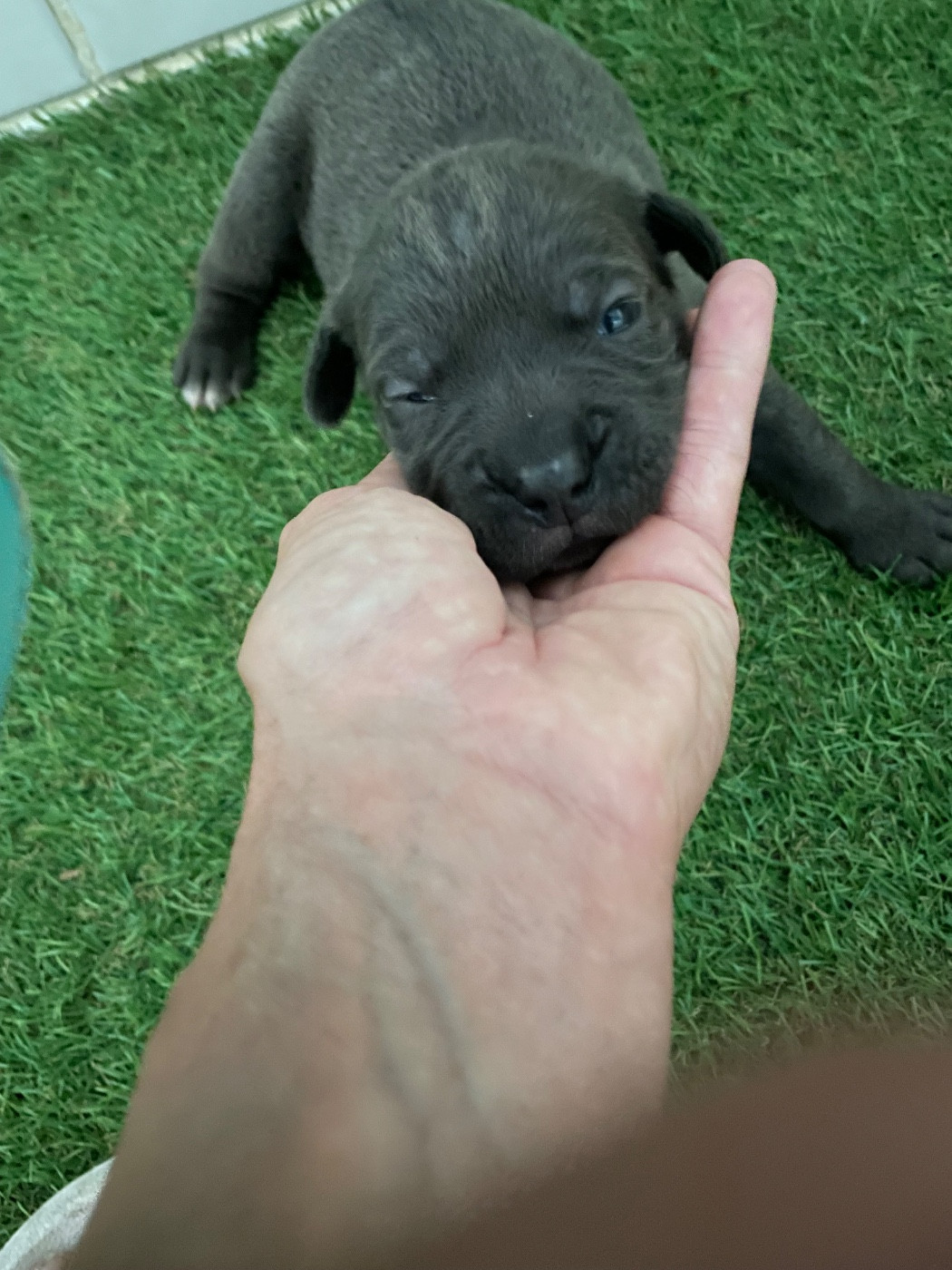 du Chateau de Vergezac - Chiots disponibles - Cane Corso