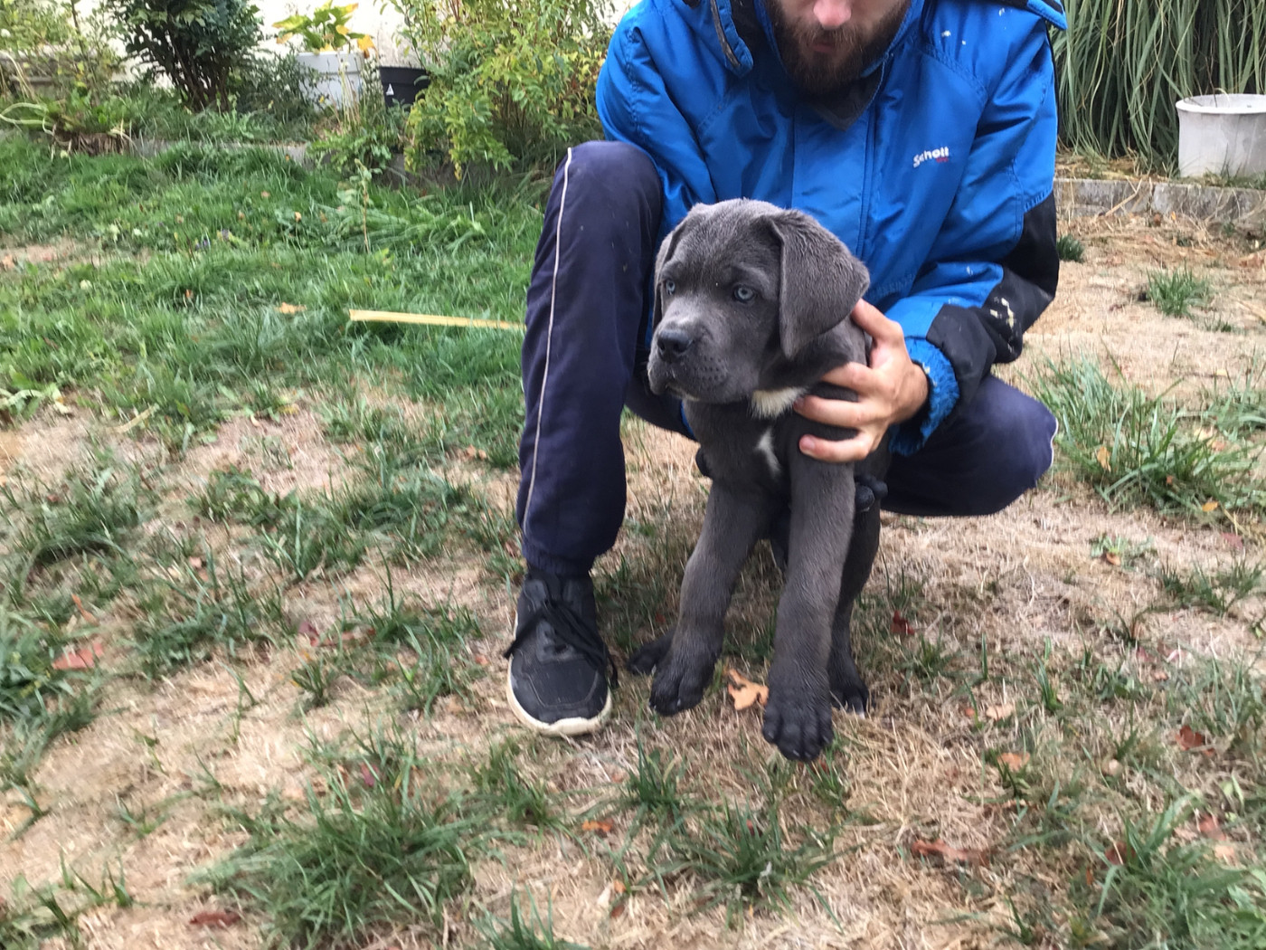 du Chateau de Vergezac - Chiots disponibles - Cane Corso
