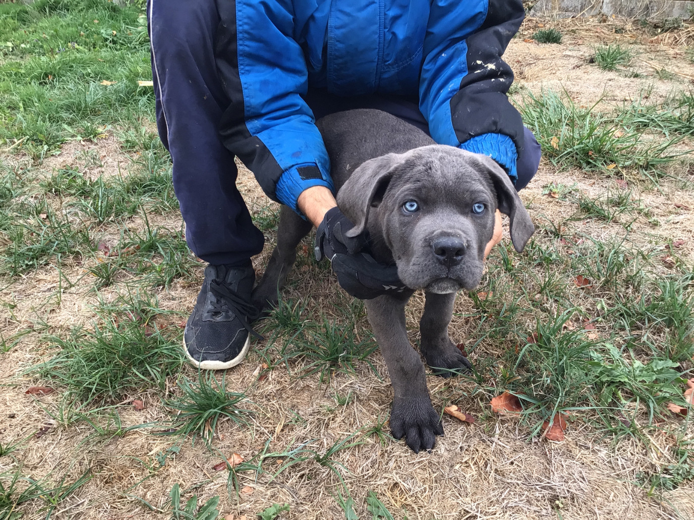 du Chateau de Vergezac - Chiots disponibles - Cane Corso