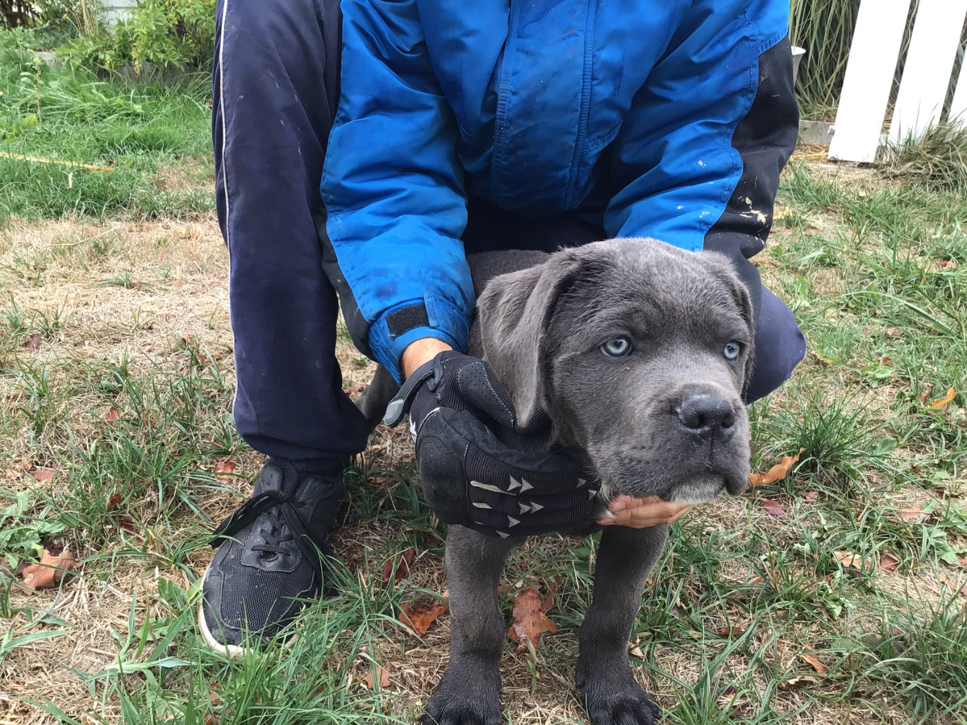 du Chateau de Vergezac - Chiots disponibles - Cane Corso