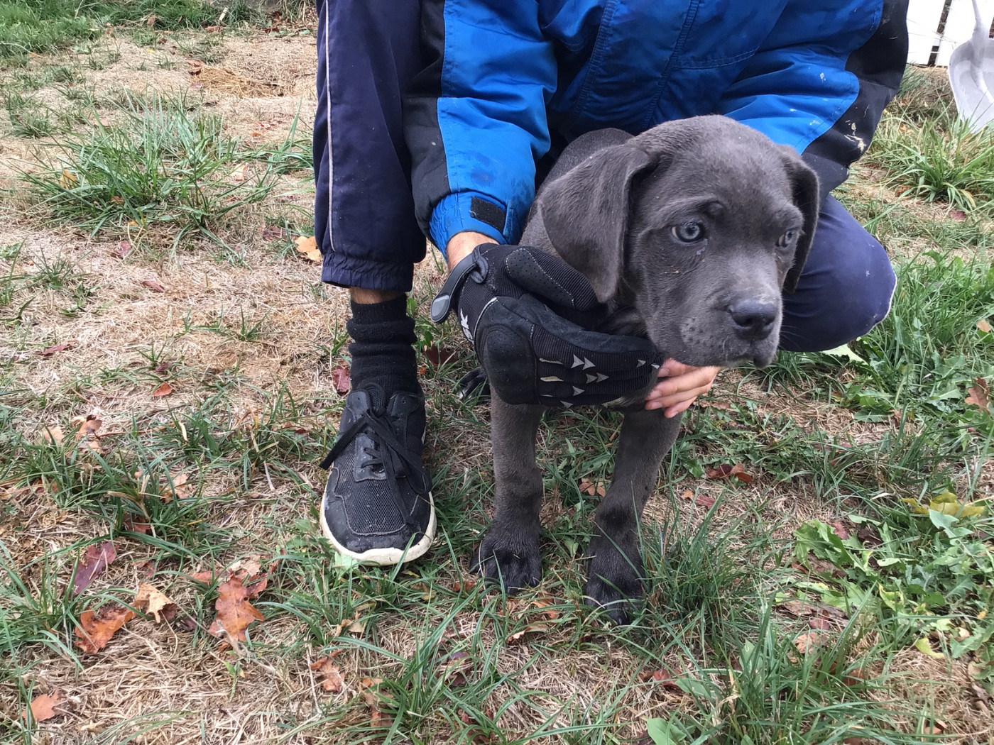 du Chateau de Vergezac - Chiots disponibles - Cane Corso