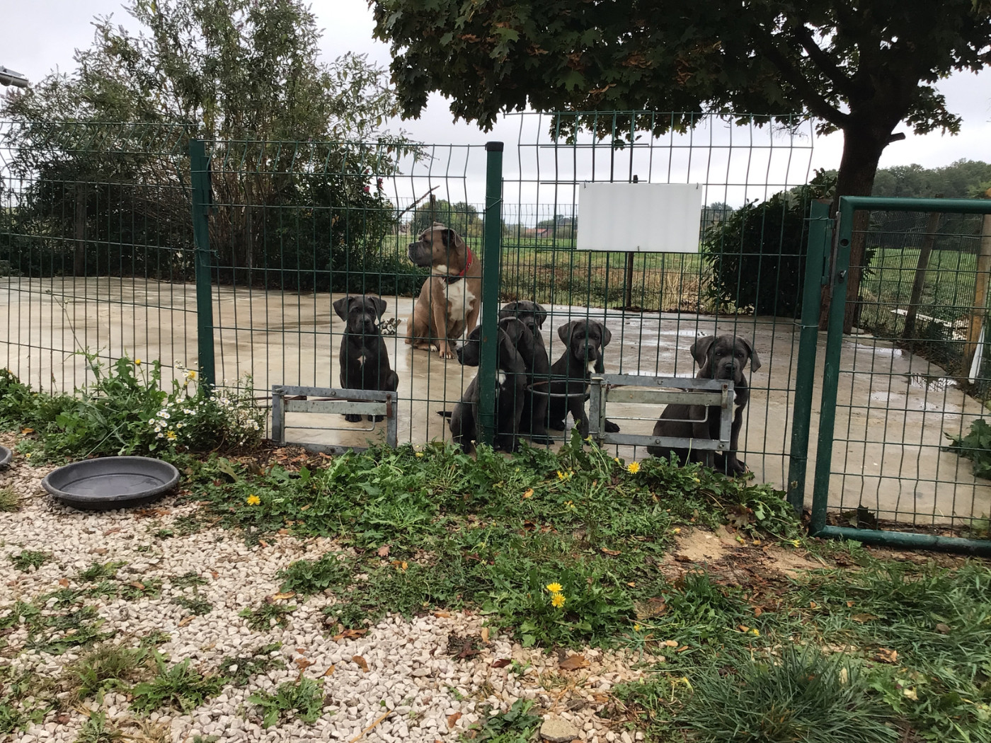 du Chateau de Vergezac - Cane Corso - Portée née le 22/07/2026
