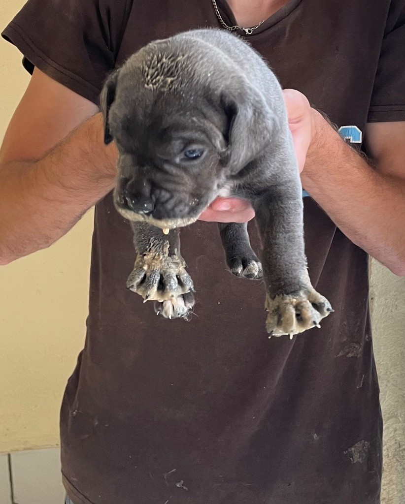 du Chateau de Vergezac - Chiots disponibles - Cane Corso
