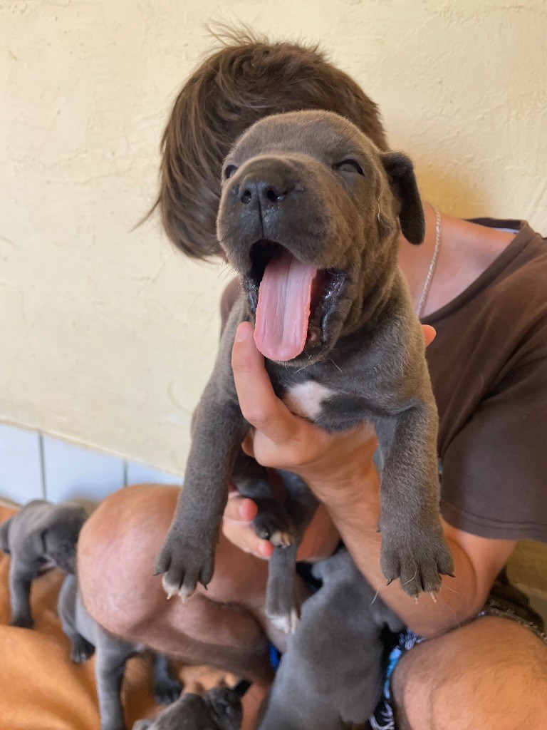 du Chateau de Vergezac - Chiots disponibles - Cane Corso