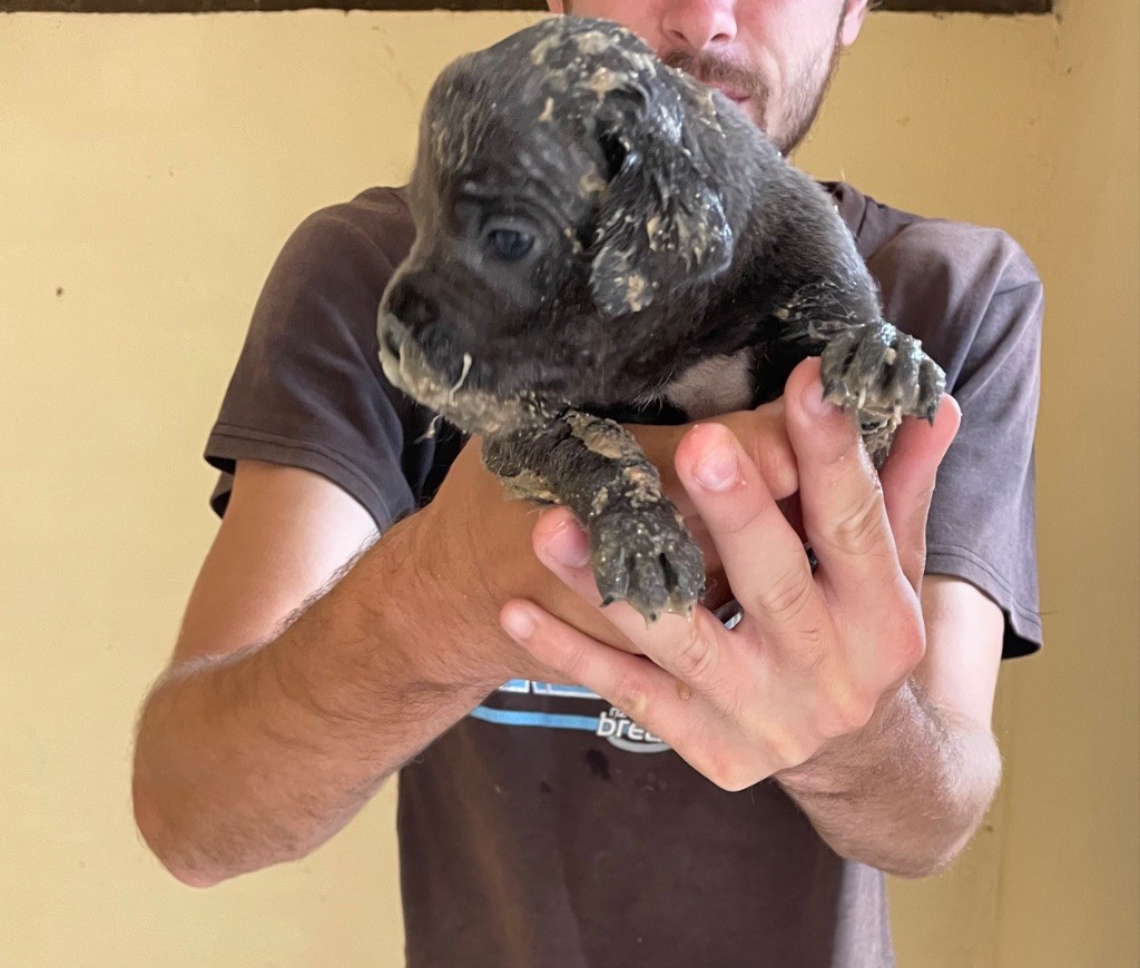 du Chateau de Vergezac - Chiots disponibles - Cane Corso