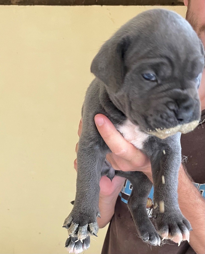 du Chateau de Vergezac - Chiots disponibles - Cane Corso
