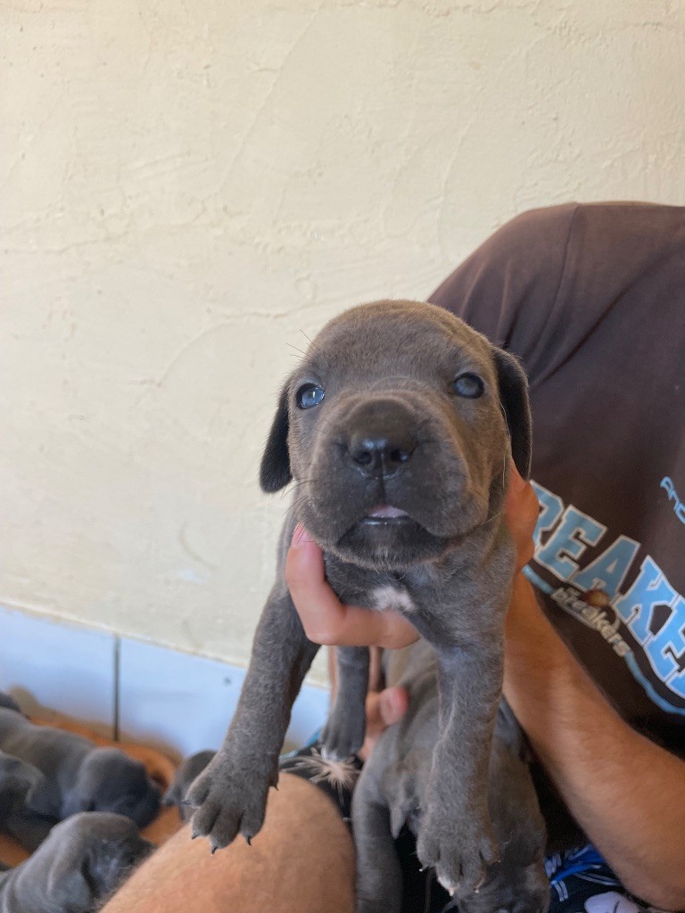 du Chateau de Vergezac - Chiots disponibles - Cane Corso