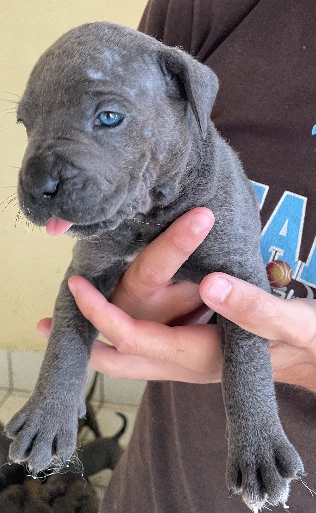 du Chateau de Vergezac - Chiots disponibles - Cane Corso