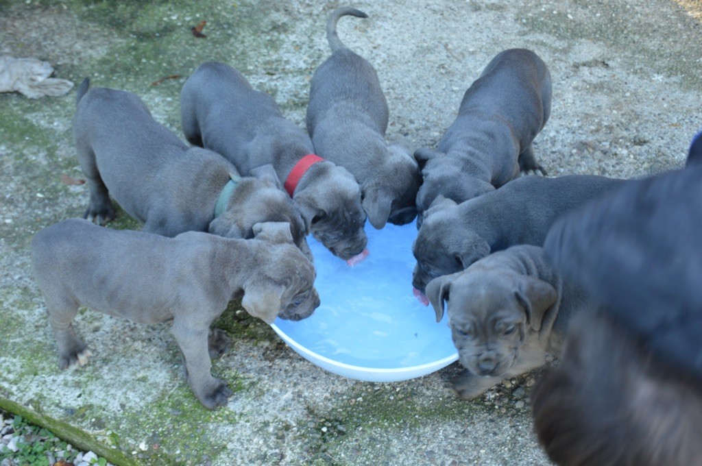 du Chateau de Vergezac - Cane Corso - Portée née le 12/09/2023