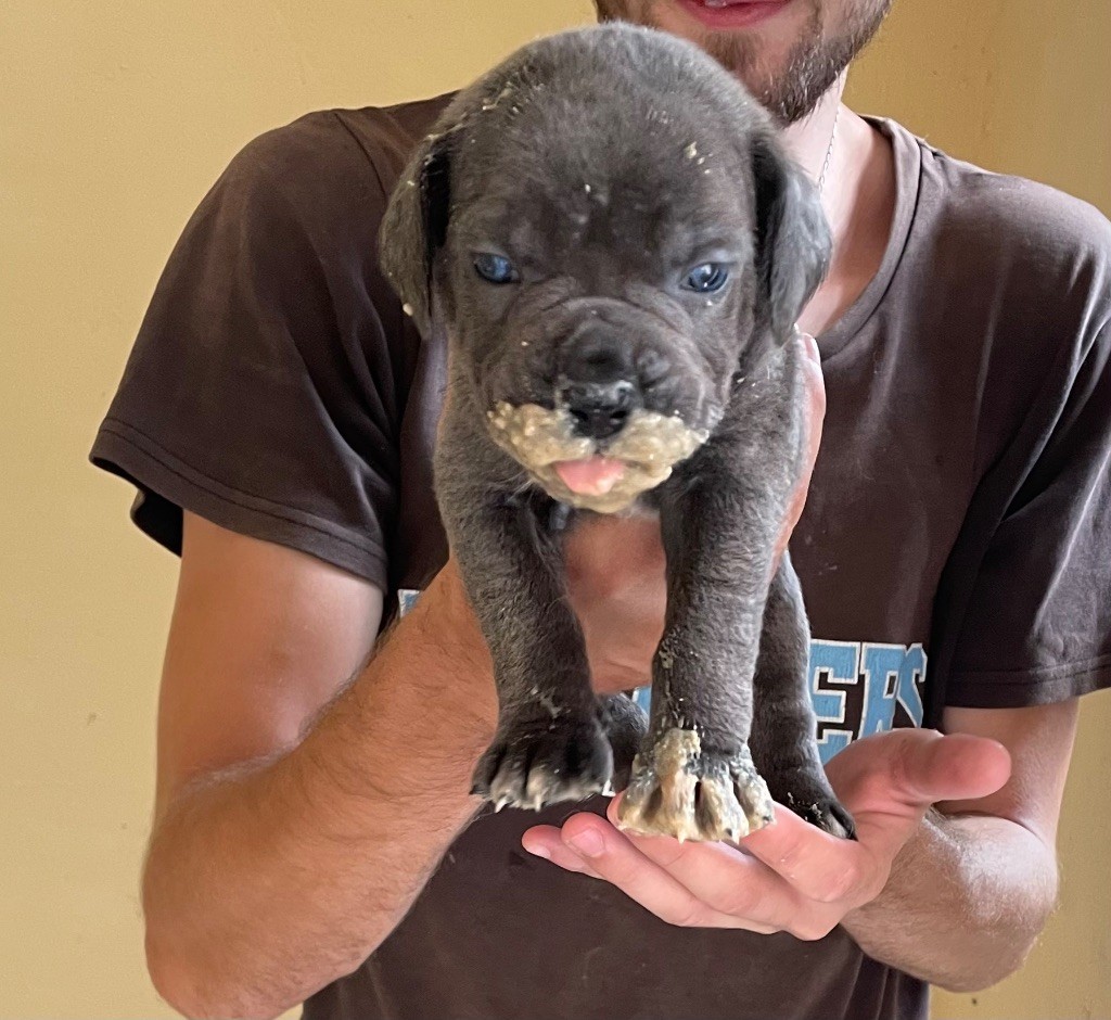 du Chateau de Vergezac - Chiots disponibles - Cane Corso