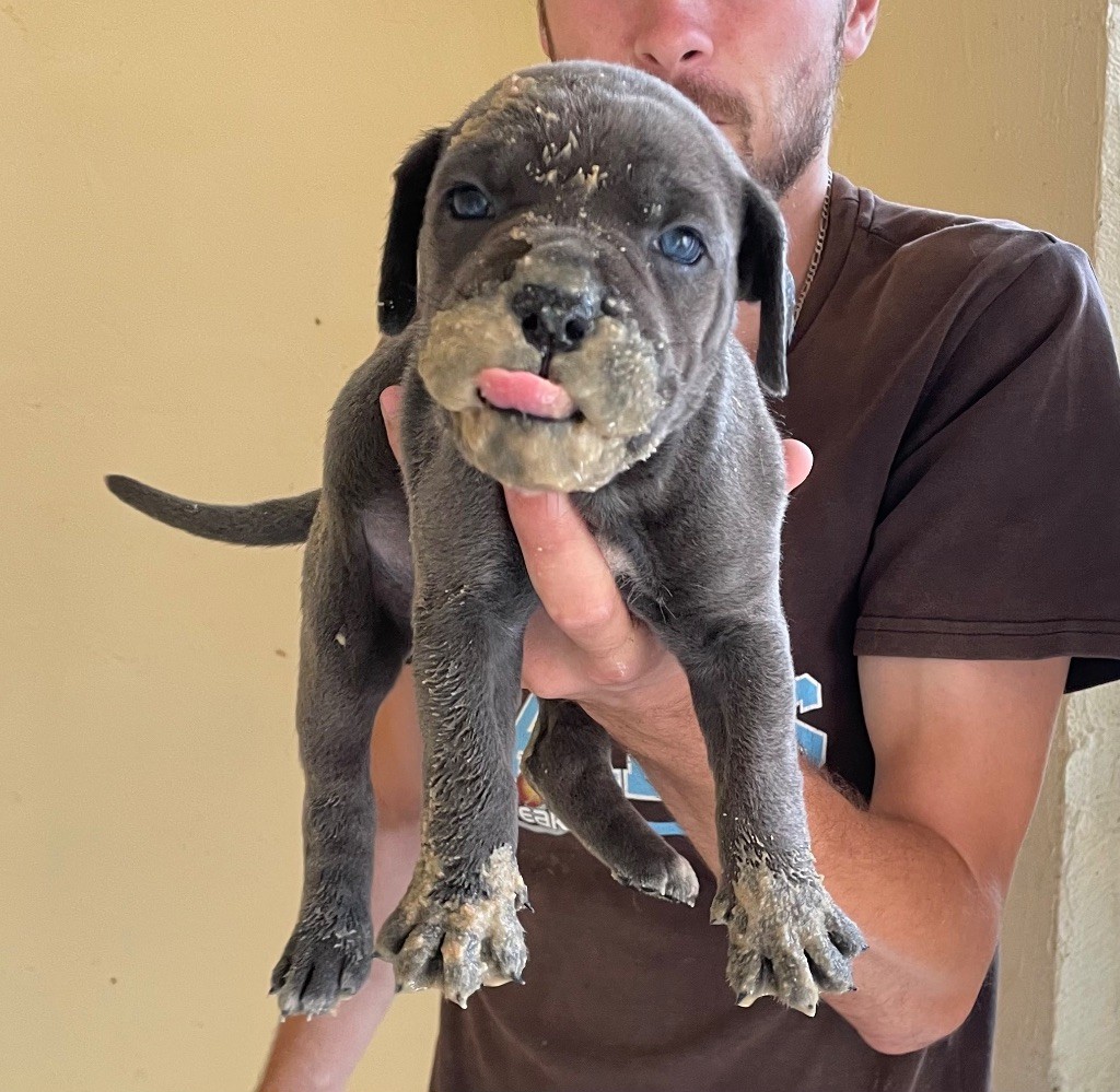 du Chateau de Vergezac - Chiots disponibles - Cane Corso