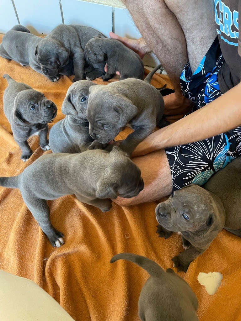 Chiot Cane Corso du Chateau de Vergezac