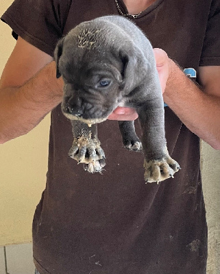 CHIOT 7