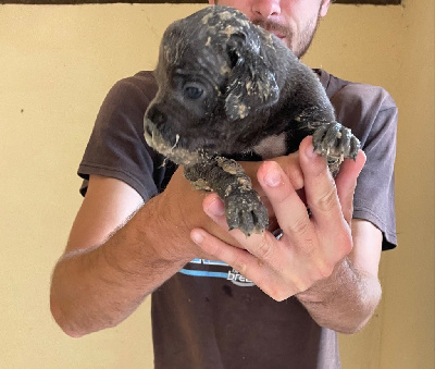 CHIOT 10