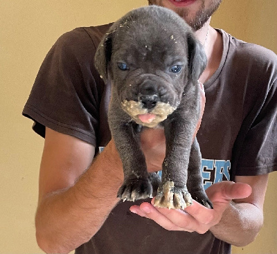 CHIOT 8