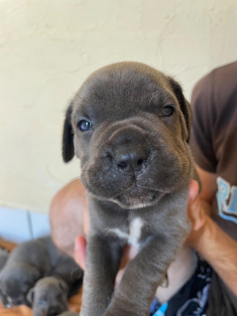 du Chateau de Vergezac - Chiots disponibles - Cane Corso